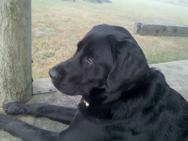 Darwin the Black Lab